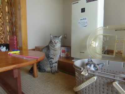 猫喫茶 毛玉 :チャームポイントは寄り目