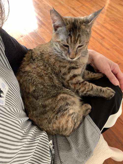 乗り猫
