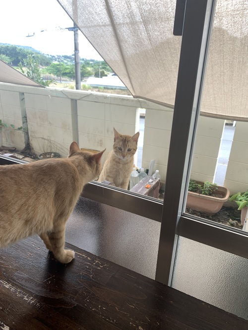 窓の向こうに現る！