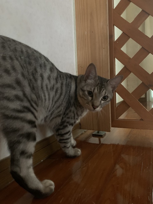 里親さん大募集