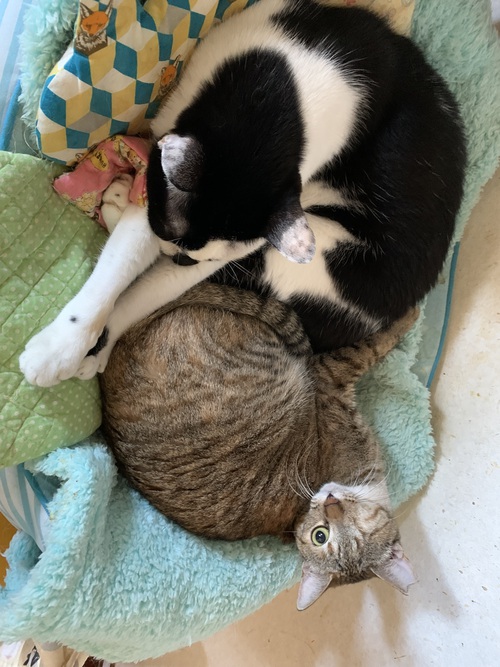 ココナ＆まめ