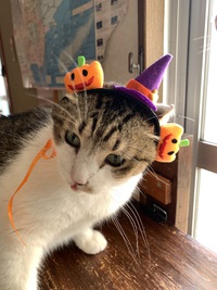 happyハロウィン 2024/10/30 12:00:49