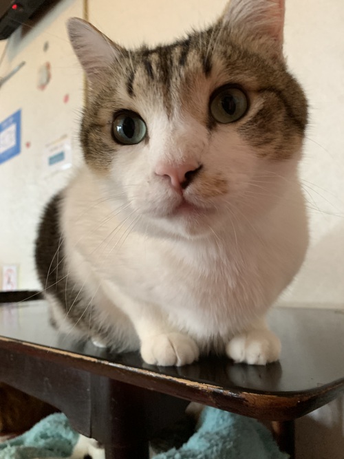 クリクリおめめ