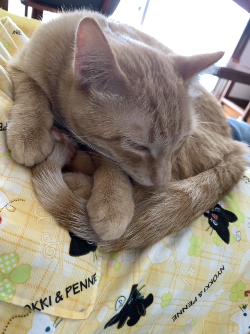 乗り猫
