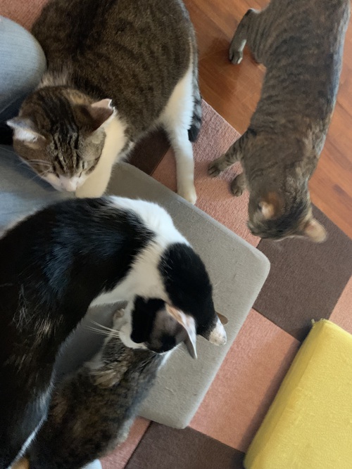 本日は定休日ニャ