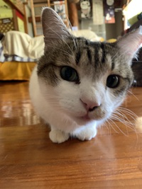 OPEN時間の変更ニャ 2024/07/19 11:27:51