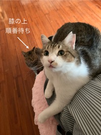 本日は定休日ニャ