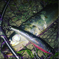 盆明け深夜釣行一発目