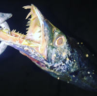 遅ればせながら太刀魚ブームに乗ってみる〜釣れた魚はいずみ＆やよいの巻 2016/11/07 20:00:00