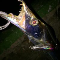 またまた太刀魚＆深夜のリーフゲーム 2017/01/12 21:01:52