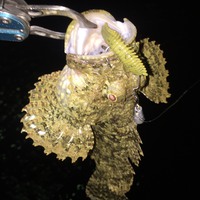 巨大魚たちは何処に行った!?(オマケ：ミーバイの美味い食べ方) 2016/09/01 20:34:40