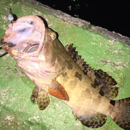 ショアジギングで初の獲物 炸裂深夜釣行 沖縄