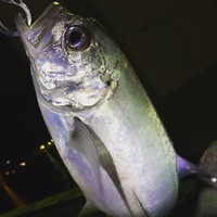 タチウオじゃない魚を釣るの巻