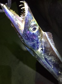 真冬のトップタチウオ