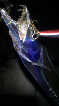 やっぱりタチウオしか釣れんのよ。