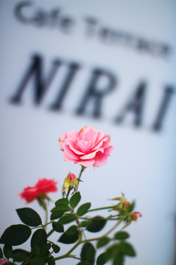 【NIRAI PHOTO】