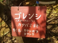 スターフルーツってこういうふうにできるって知ってた!? 2011/08/09 21:27:13