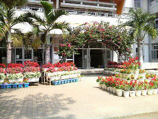 垣花小学校の花