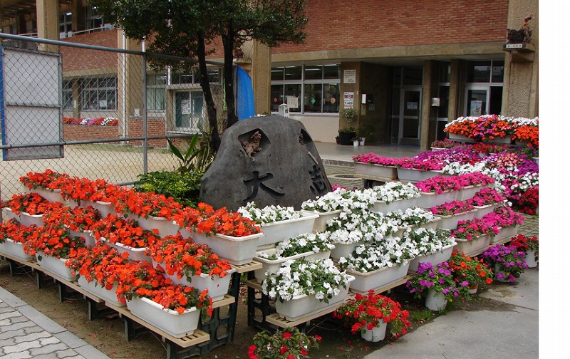 壷屋小学校の花