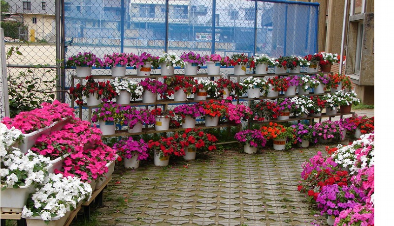 壷屋小学校の花