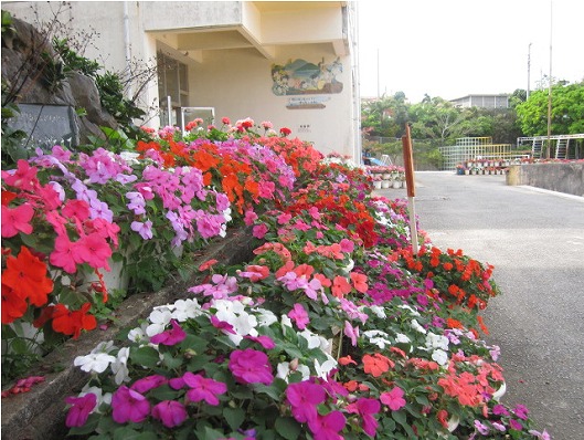 大名小学校の花