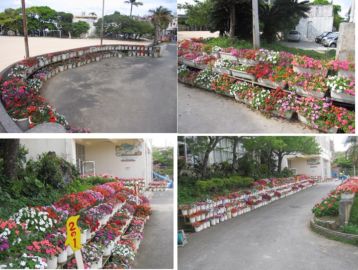 大名小学校の花