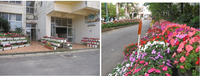 大名小学校の花