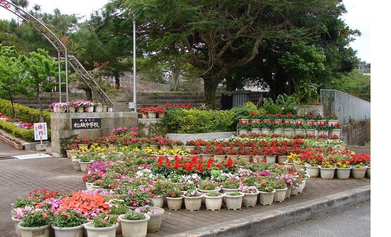 松城中学校の花