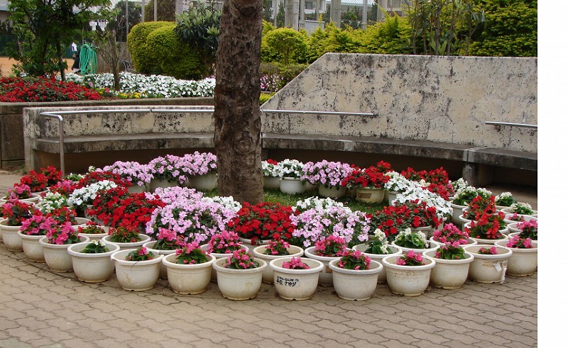 石田中学校の花