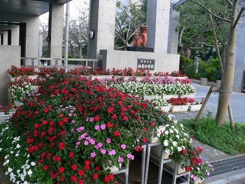 神原中学校の花