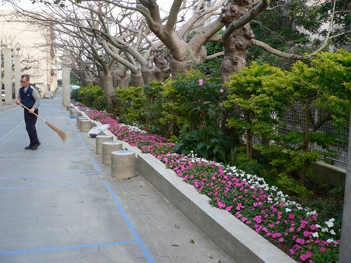 神原中学校の花