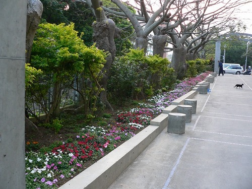 神原中学校の花
