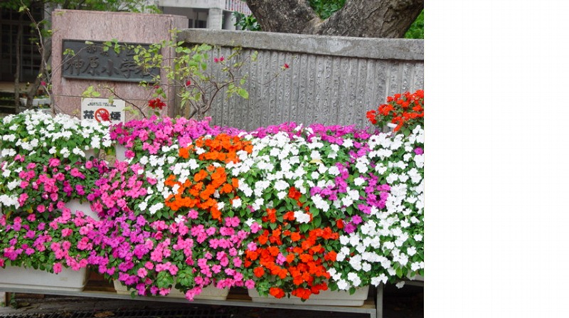 神原小学校の花