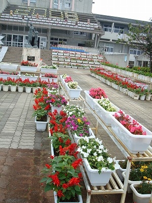 識名小学校の花