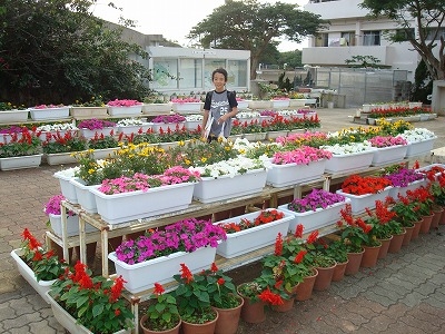 識名小学校の花