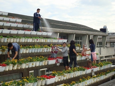 識名小学校の花