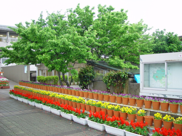 識名小学校の花
