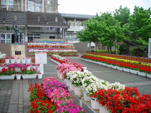 識名小学校の花