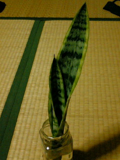 新しい仲間