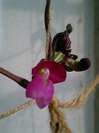 花が咲いた♪