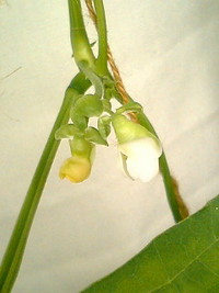 白い花