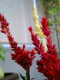 唯一のお花