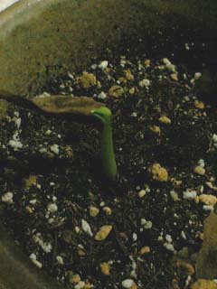 発芽！