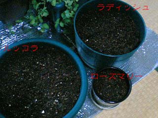 種まき　第一弾！