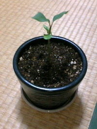植え替え
