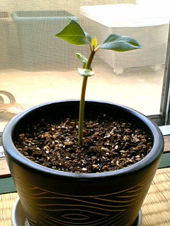 13～14ｃｍ？