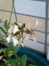 開花！