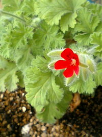 開花♪
