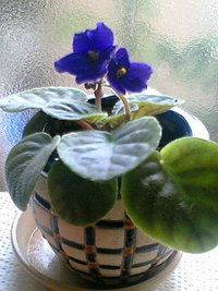 開花！！