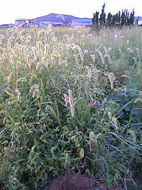今日から 2007/09/07 19:29:58